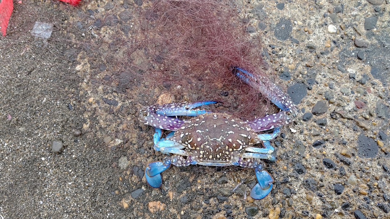 タイワンガザミ