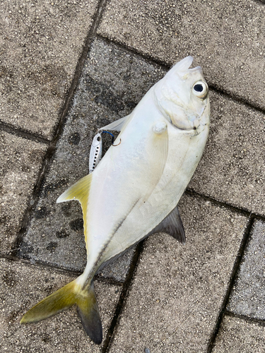 メッキの釣果