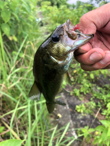 ブラックバスの釣果