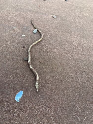 ウミヘビの釣果