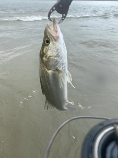 セイゴ（マルスズキ）の釣果