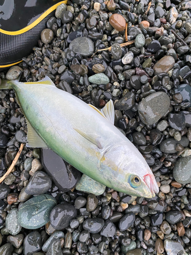 ワカシの釣果