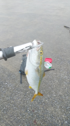 ワカシの釣果