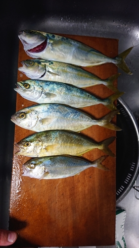 ショゴの釣果