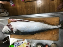 メジロの釣果