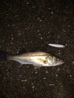 セイゴ（マルスズキ）の釣果