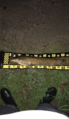 ナマズの釣果