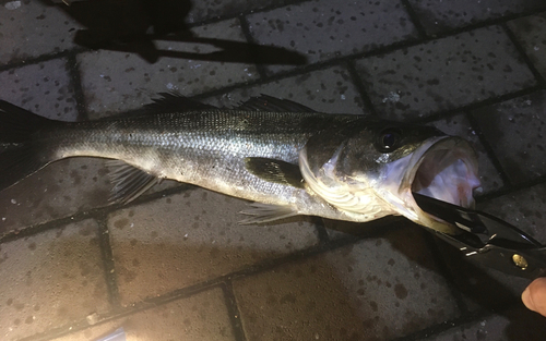 フッコ（マルスズキ）の釣果