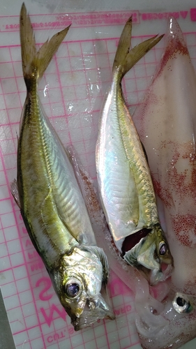 アジの釣果