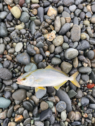 ショゴの釣果