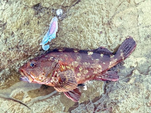 カサゴの釣果