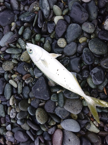 ワカシの釣果