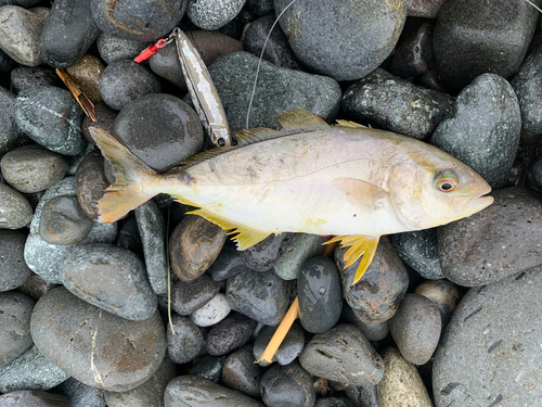 ショゴの釣果