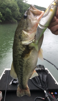 ブラックバスの釣果