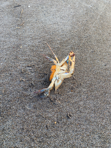 ワタリガニの釣果