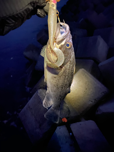 クロソイの釣果