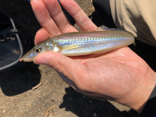 シロギスの釣果