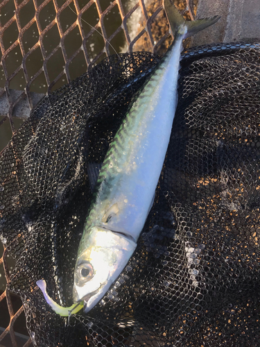 サバの釣果