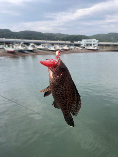 アサヒアナハゼの釣果