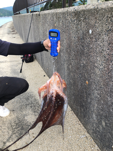 タコの釣果