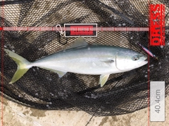 イナダの釣果