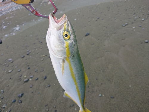 ワカシの釣果