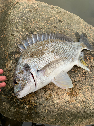 キビレの釣果