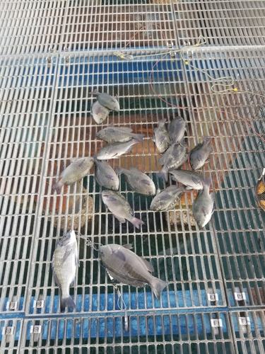 チヌの釣果