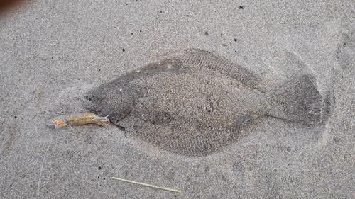 ソゲの釣果