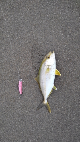 ショゴの釣果