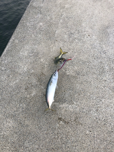 サバの釣果