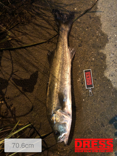 シーバスの釣果