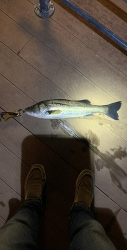 シーバスの釣果