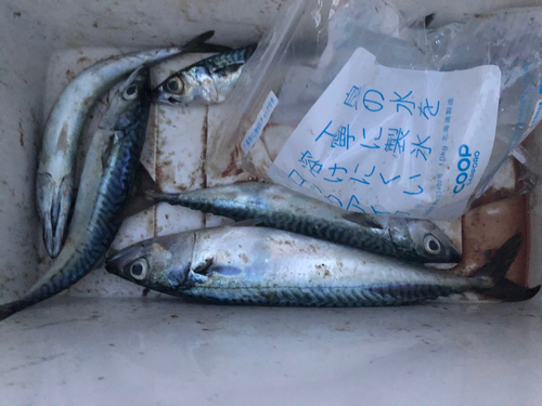 サバの釣果