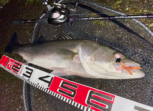 フッコ（マルスズキ）の釣果