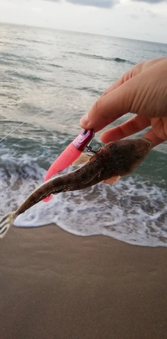 マゴチの釣果