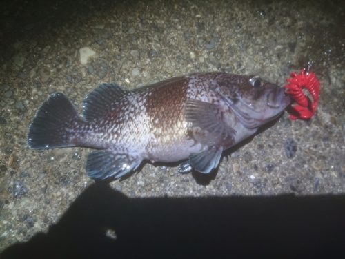 マゾイの釣果