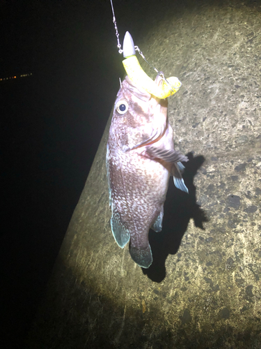 ソイの釣果