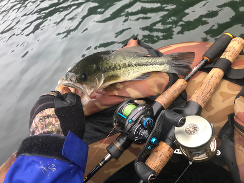 ブラックバスの釣果