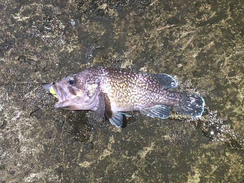 ソイの釣果