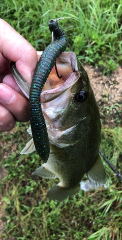 ブラックバスの釣果