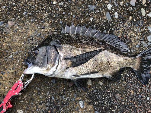 クロダイの釣果