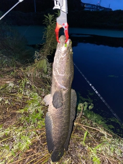 ライギョの釣果