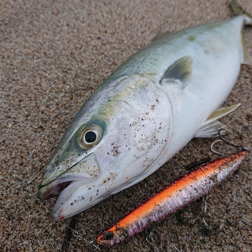 イナダの釣果