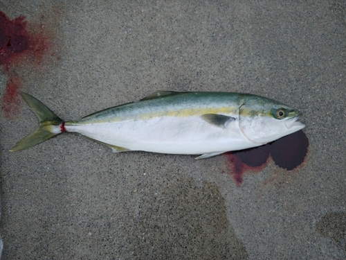 イナダの釣果