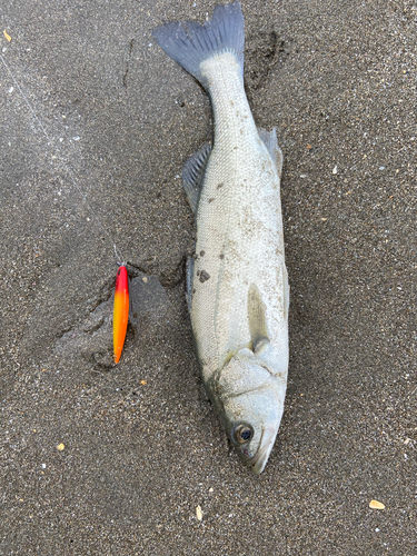 スズキの釣果