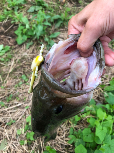 ラージマウスバスの釣果