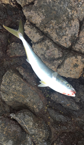 イナダの釣果