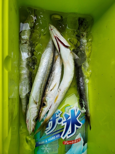 カマスの釣果