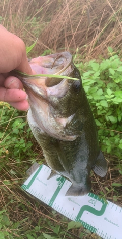 ラージマウスバスの釣果